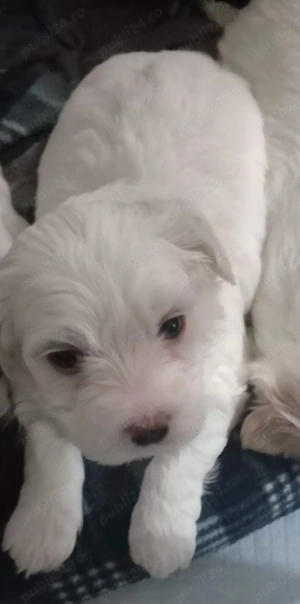 Vând pui bichon ! - imagine 3