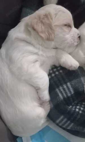 Vând pui bichon ! - imagine 2