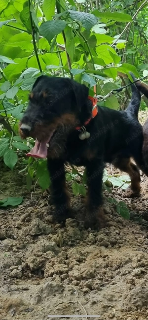 Mascul jagd terrier cu Pedigree jagdTerrier  - imagine 2