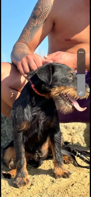 Mascul jagd terrier cu Pedigree jagdTerrier 