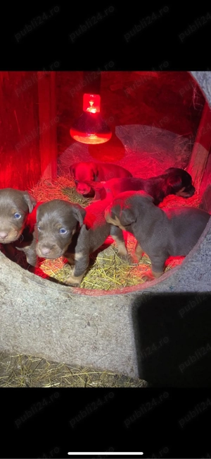 Masculi Jagd terrier jagdterrier 