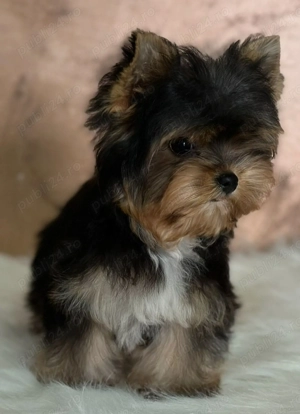 Yorkshire TERRIER  - imagine 4