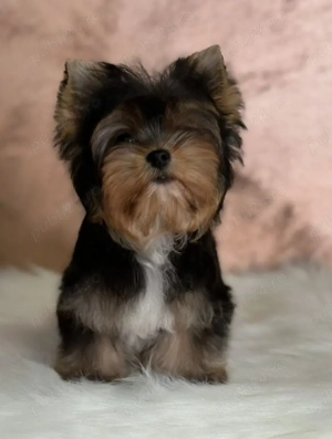 Yorkshire TERRIER  - imagine 2
