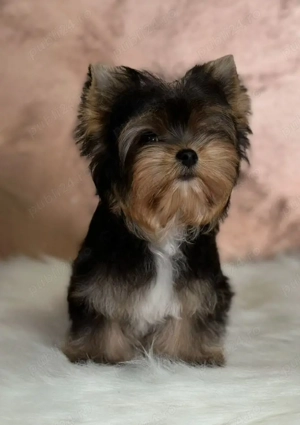 Yorkshire TERRIER  - imagine 3