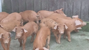 purceii incercati - imagine 3