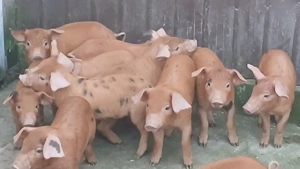 purceii incercati - imagine 2