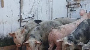 soldani petreni si marele alb