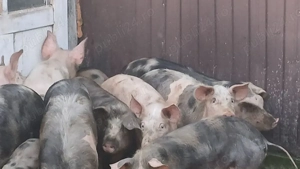 soldani petreni si marele alb - imagine 3