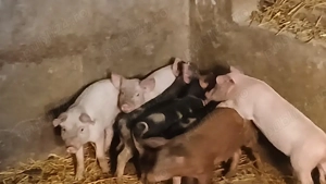 purcei 10 saptamani  - imagine 2