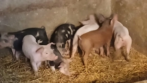 purcei 10 saptamani  - imagine 3