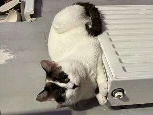 Pisoi Ragdoll Corcit - imagine 3