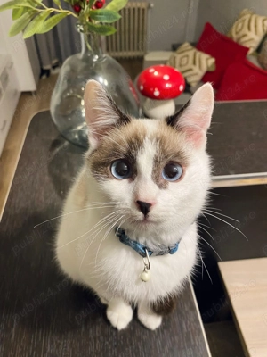 Pisoi Ragdoll Corcit