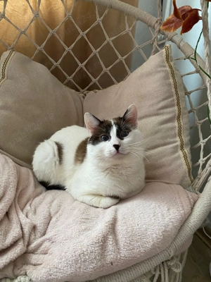 Pisoi Ragdoll Corcit - imagine 2