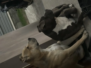 Pui amstaff(Ultimul ramas!!) - imagine 4