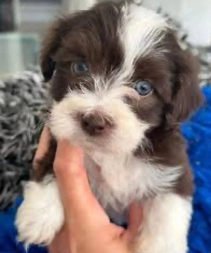 Bichon havanez 500 lei - imagine 2