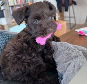 Bichon havanez 850 lei ciocolatiu 