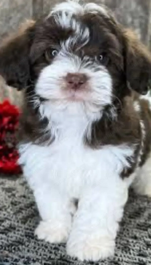 Bichon havanez 650 lei - imagine 2