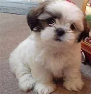 Bichon havanez 650 lei - imagine 1