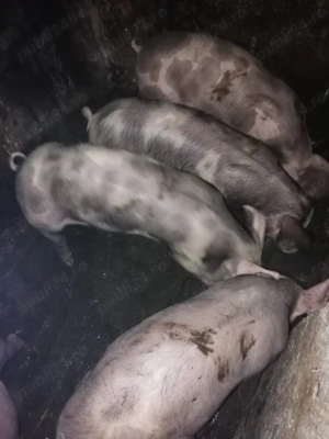 Purcei de vânzare  - imagine 2