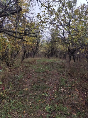 Vanzare sau Schimb! Central Drajna de Jos 5000 mp - imagine 9