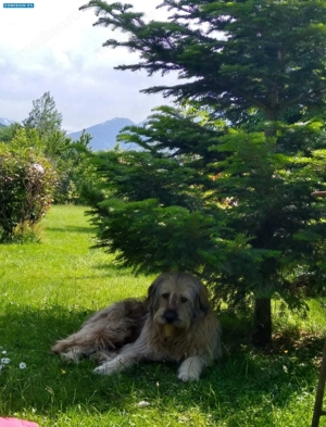 House for sale, 5 Rooms, 180 sqm, Valea Dejani