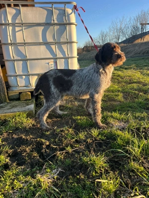 Brac german caine pentru vanatoare