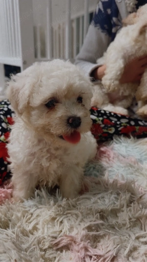 Bichon Maltez Mini Toy si Shitzu Mini Toy