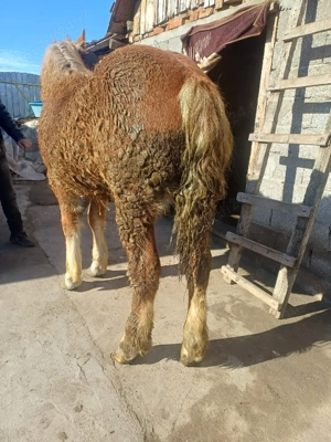 Vând mânz  - imagine 2