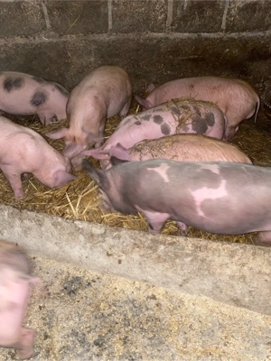 purcei de vânzare - imagine 2