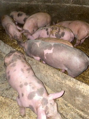 purcei de vânzare - imagine 3