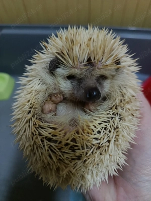 Vând arici pitic african 