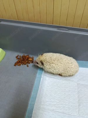 Vând arici pitic african  - imagine 2