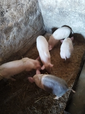 De vânzare purcei - imagine 2