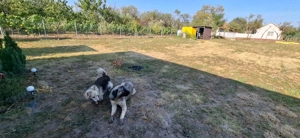 Vanzare sau inchiriere- Teren Herneacova 1200 mp, 45000 euro sau posibilitate inchiriere - imagine 17