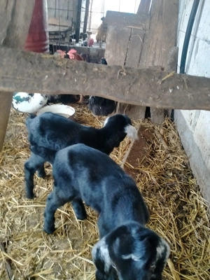 Ieduți AngloNubian de 8 săptămâni. - imagine 3