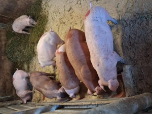 Grasuni rasa de carne duroc si metis duroc - imagine 2