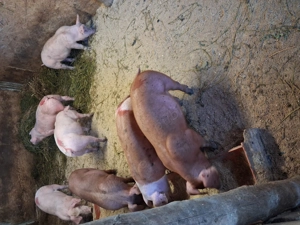 Grasuni rasa de carne duroc si metis duroc