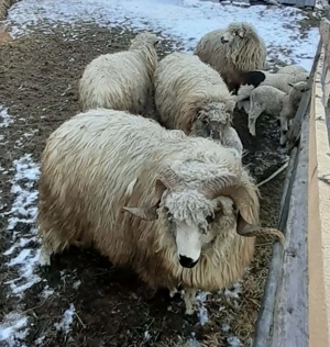 Vand berbec - imagine 5