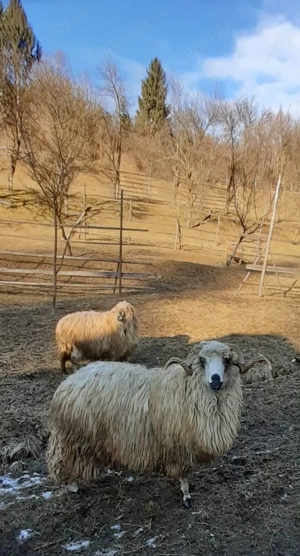 Vand berbec - imagine 3