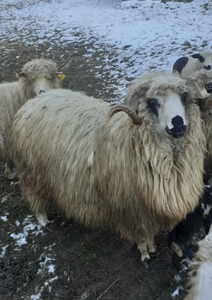 Vand berbec - imagine 2