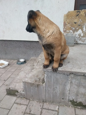 Ciobanesc Belgian Malinois 