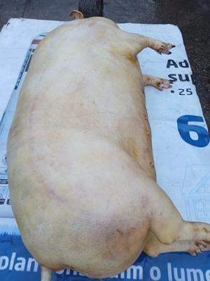 Porci albi de vânzare,metis carne cu Bazna , între1  kg,asigur cântar și trasport
