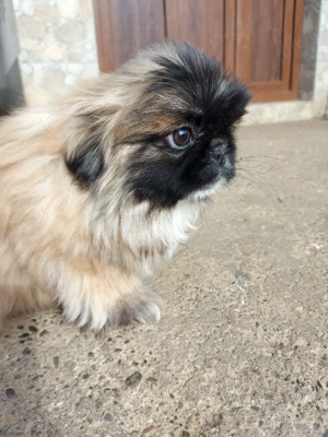 Băiețel , de 3 luni si jumatate cu toate vacvinele făcute si carnet de sanatate