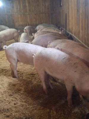 vand porci  - imagine 4