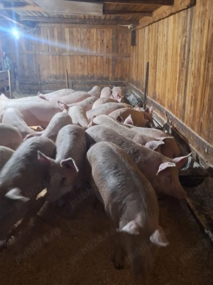 vand porci  - imagine 3