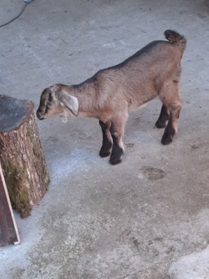 vând capră metis angonumbian este la prima fătare are un ied frumos  - imagine 2