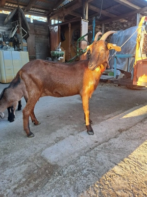 vând capră metis angonumbian este la prima fătare are un ied frumos 