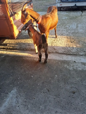 vând capră metis angonumbian este la prima fătare are un ied frumos  - imagine 5