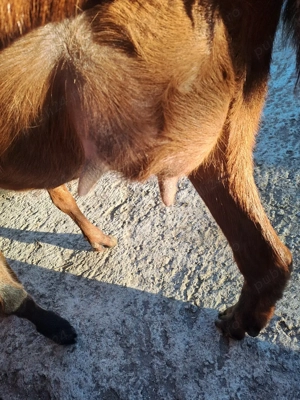 vând capră metis angonumbian este la prima fătare are un ied frumos  - imagine 3