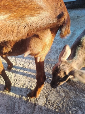 vând capră metis angonumbian este la prima fătare are un ied frumos  - imagine 4
